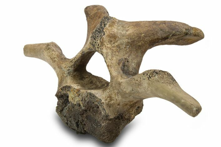 Hadrosaur (Edmontosaurus) Cervical Vertebra - Montana #319283